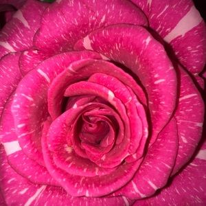 Meet your Posher, Sydney